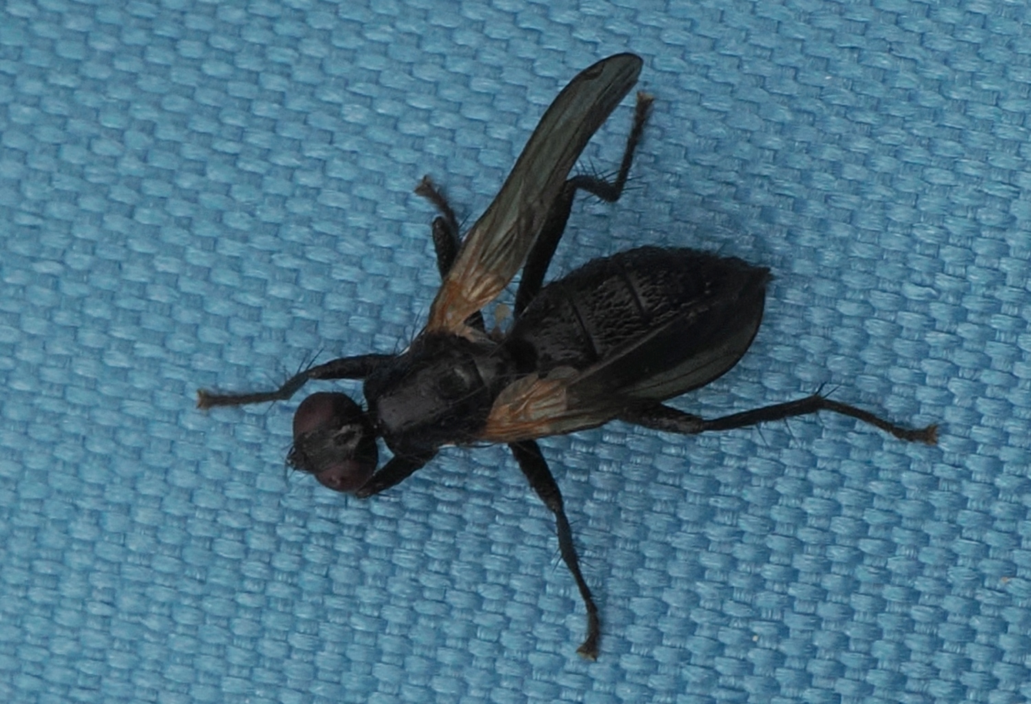 cf-Paykullia-maculata